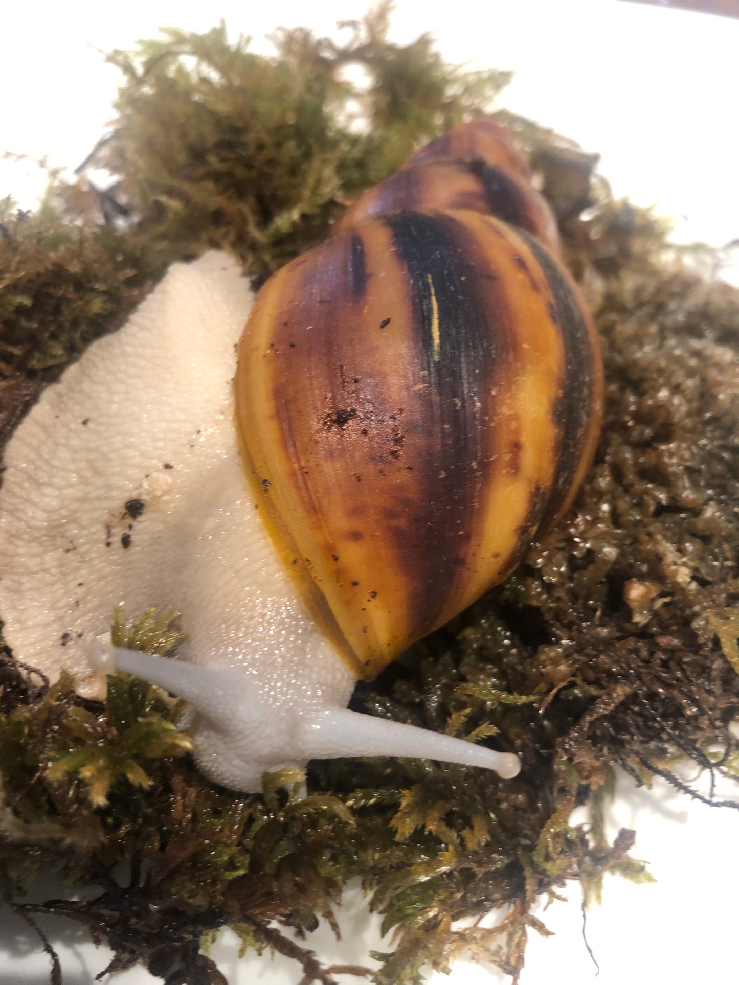 Archachatina marginata Suturalis pied silver