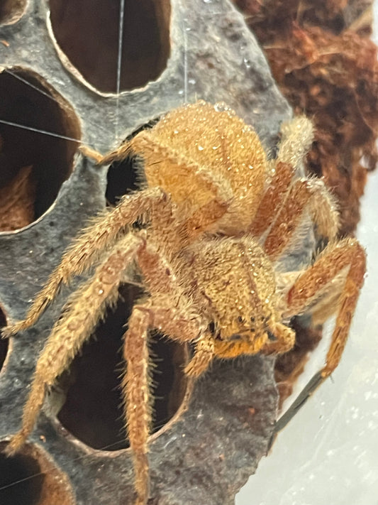 Heteropoda javana