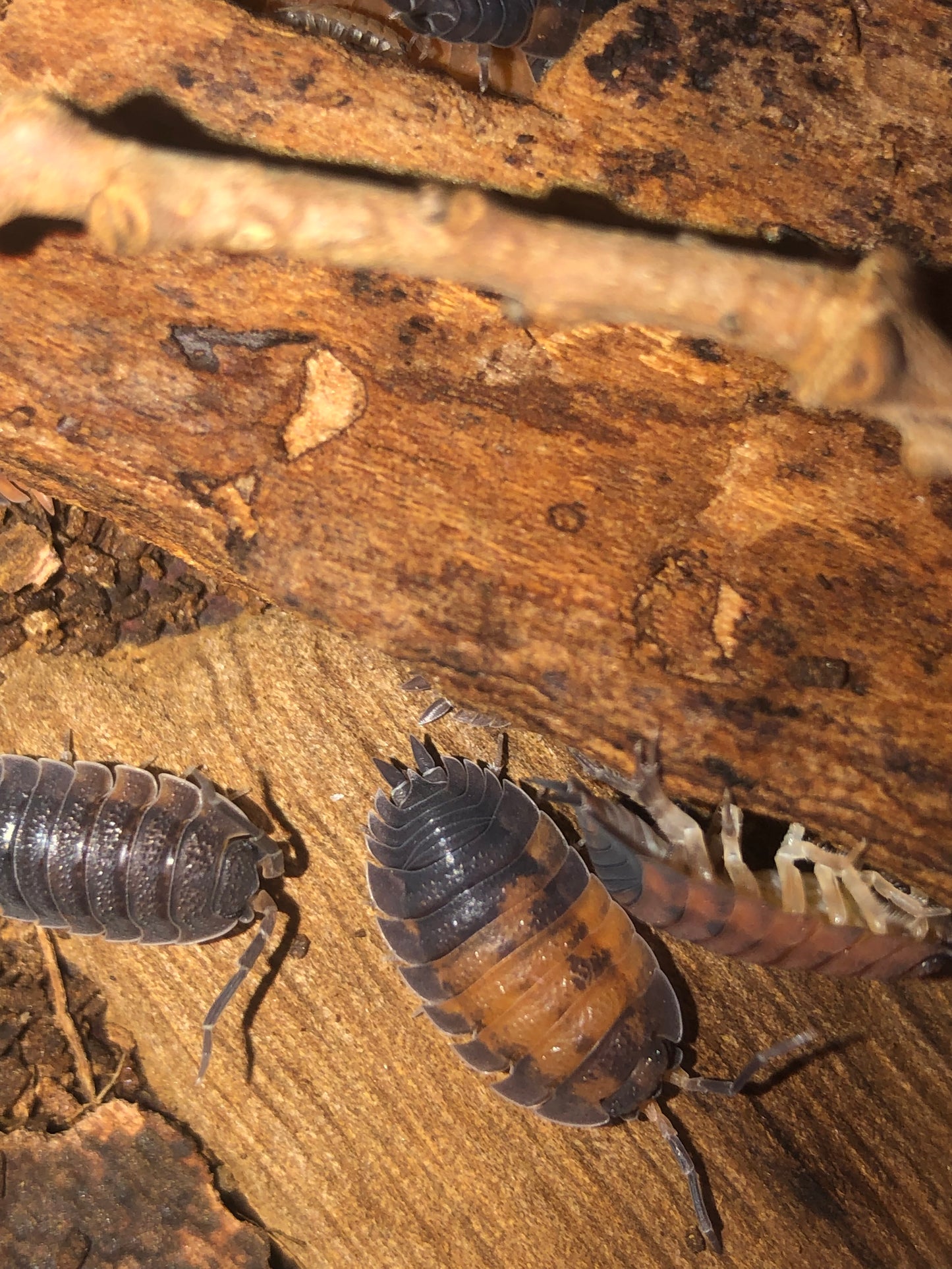 Porcellio Scaber "lava"