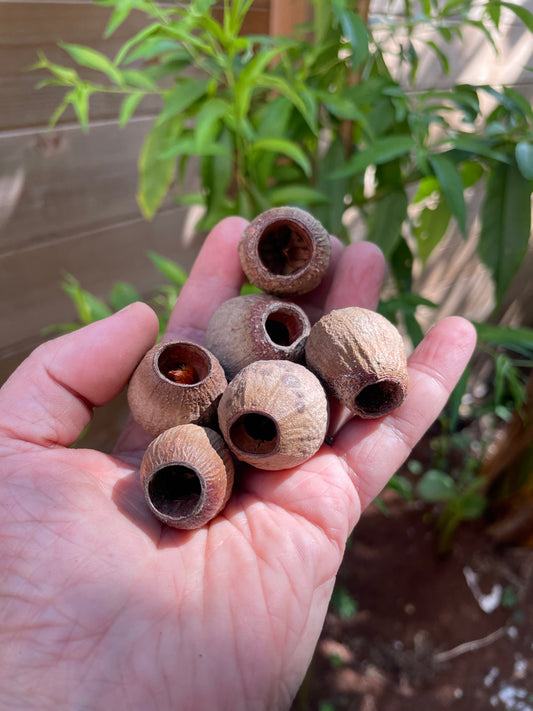 Bellgum fruit de cloche naturelle