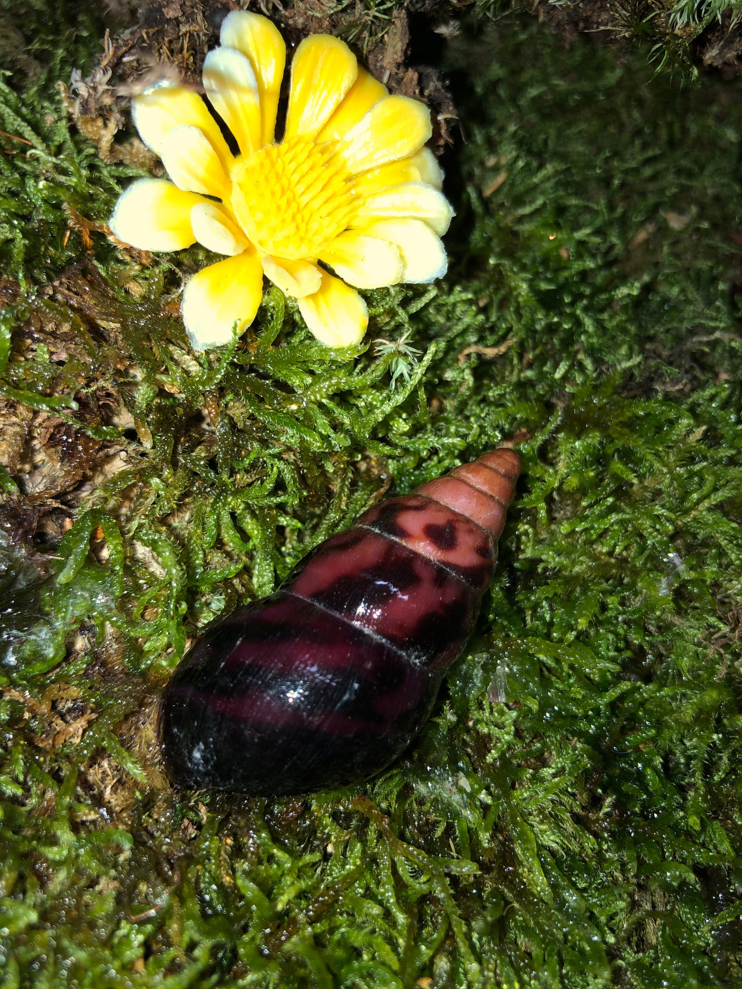 Limicoloria aurora aethiops pied albinos