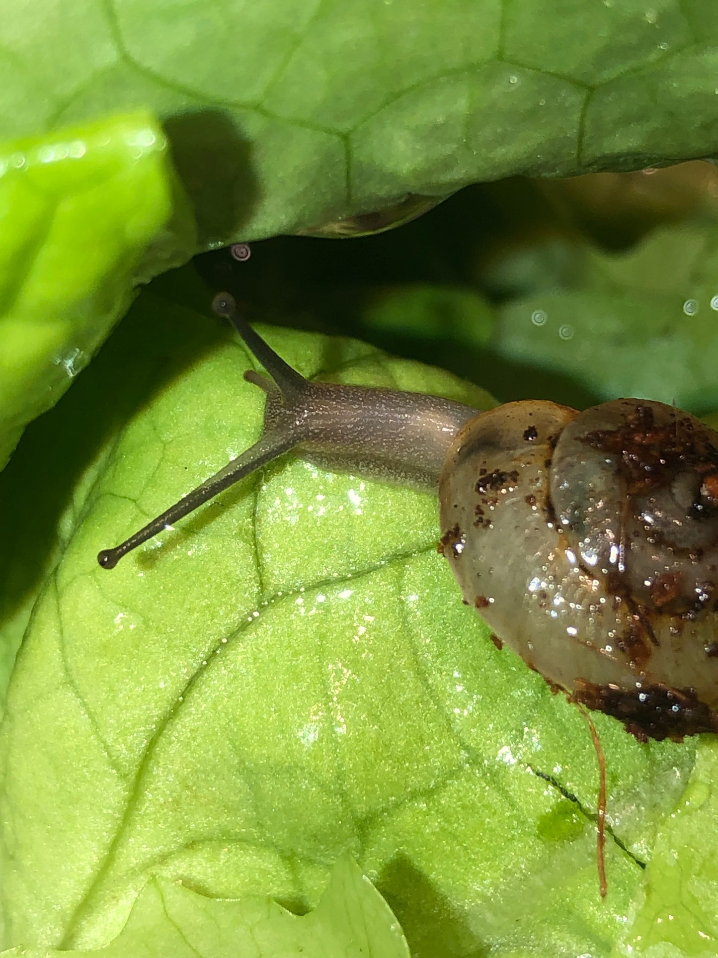 Camaena platyodon hainan