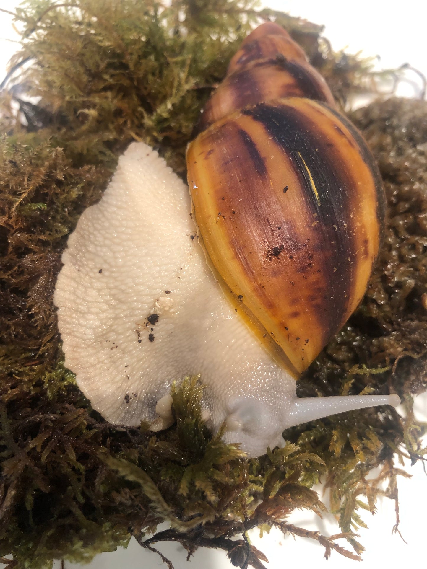 Archachatina marginata Suturalis pied silver