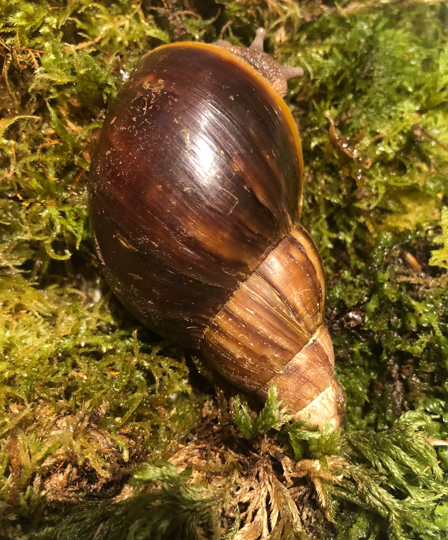 Lissachatina Fulica classique