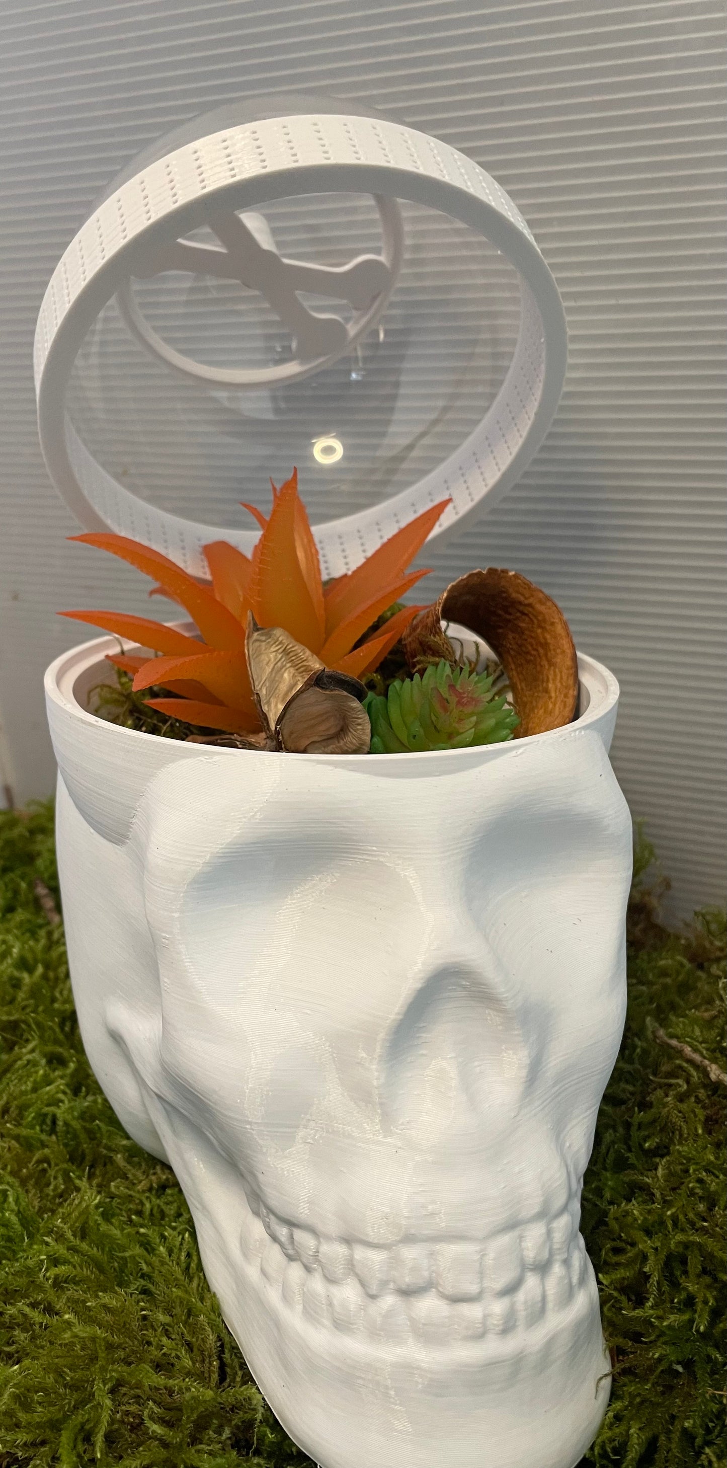 Terrarium Tête de Mort skull pour phidippus régius ou petits animaux