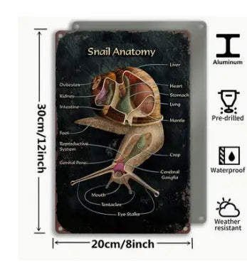 Plaque rectangulaire métallique Anatomie escargot