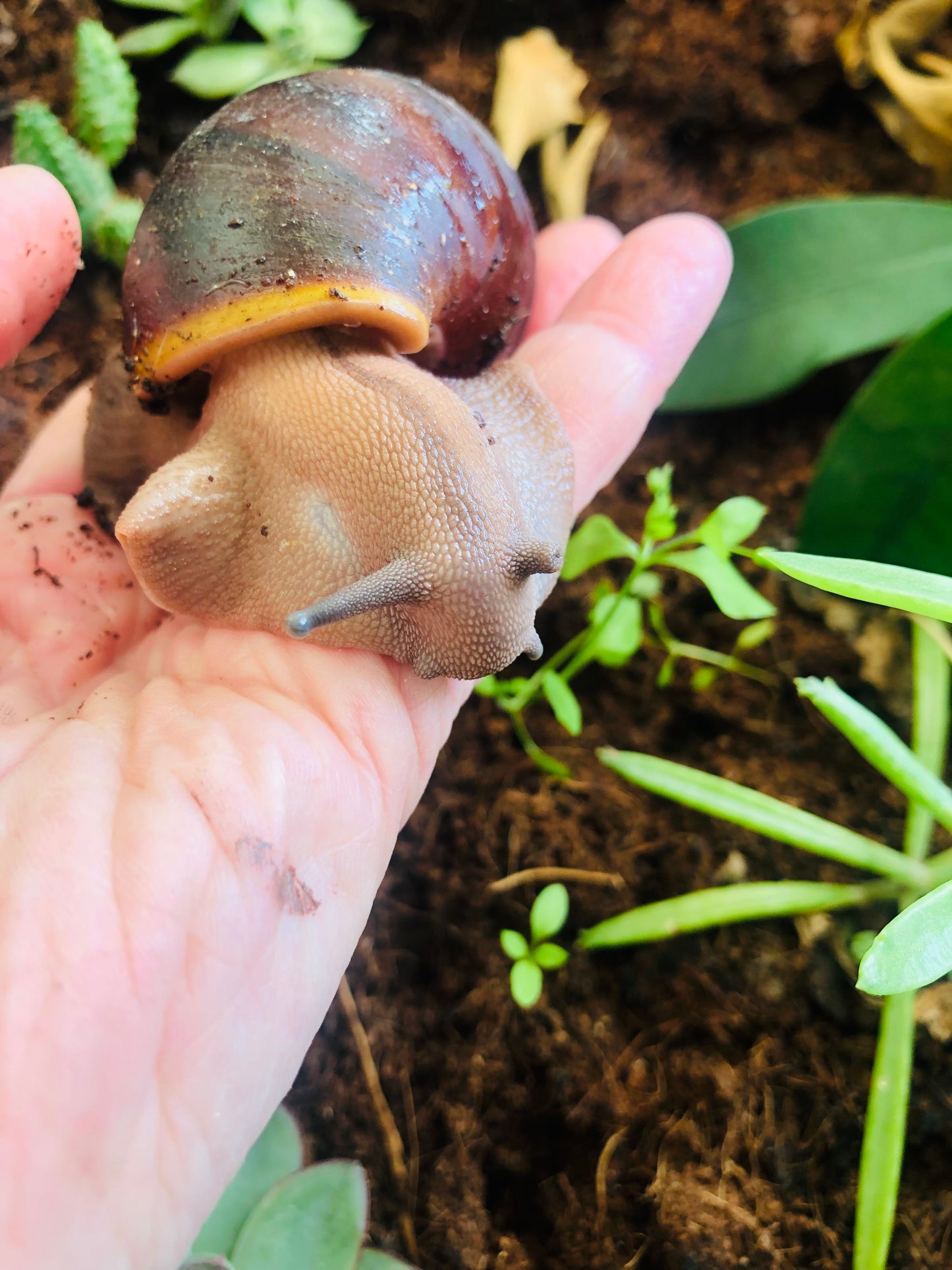 Archachatina Puerlati/Puylaerty classique pied foncé ou albinos