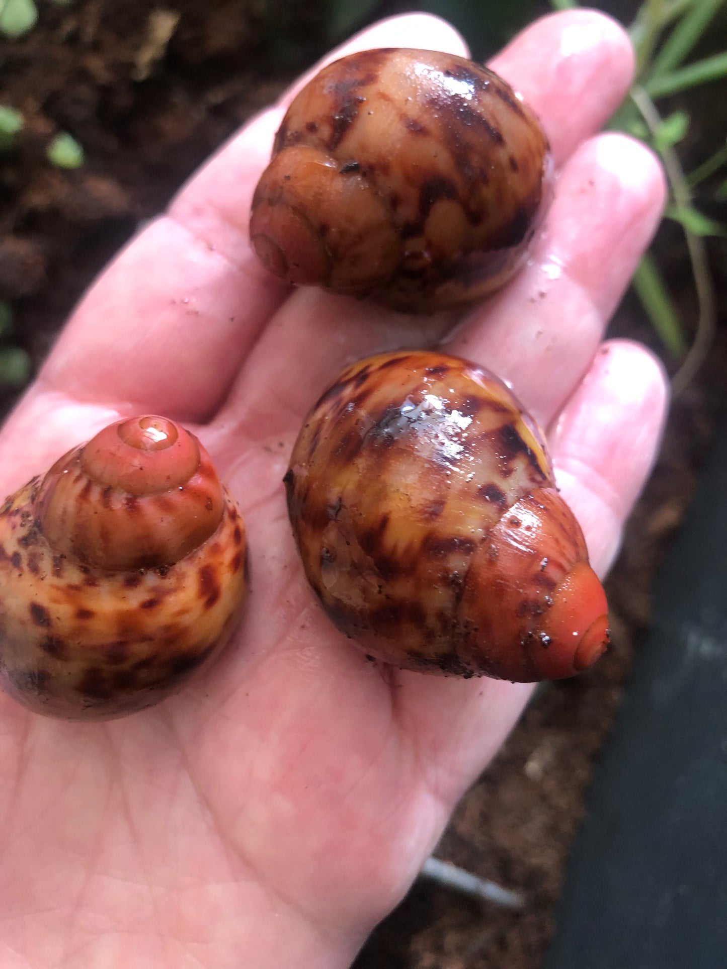 Archachatina Marginata Suturalis pied foncé f1