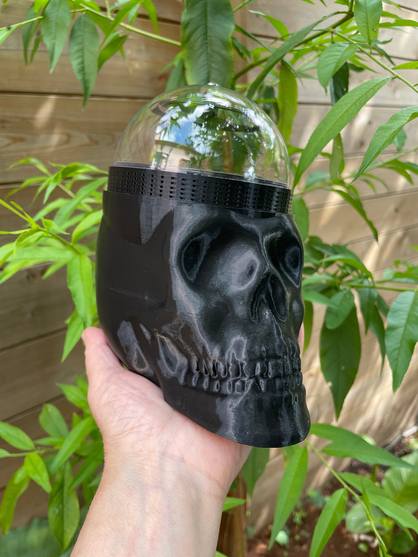 Terrarium Tête de Mort skull pour phidippus régius ou petits animaux