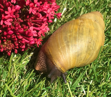 Archachatina porphyrostoma Albina