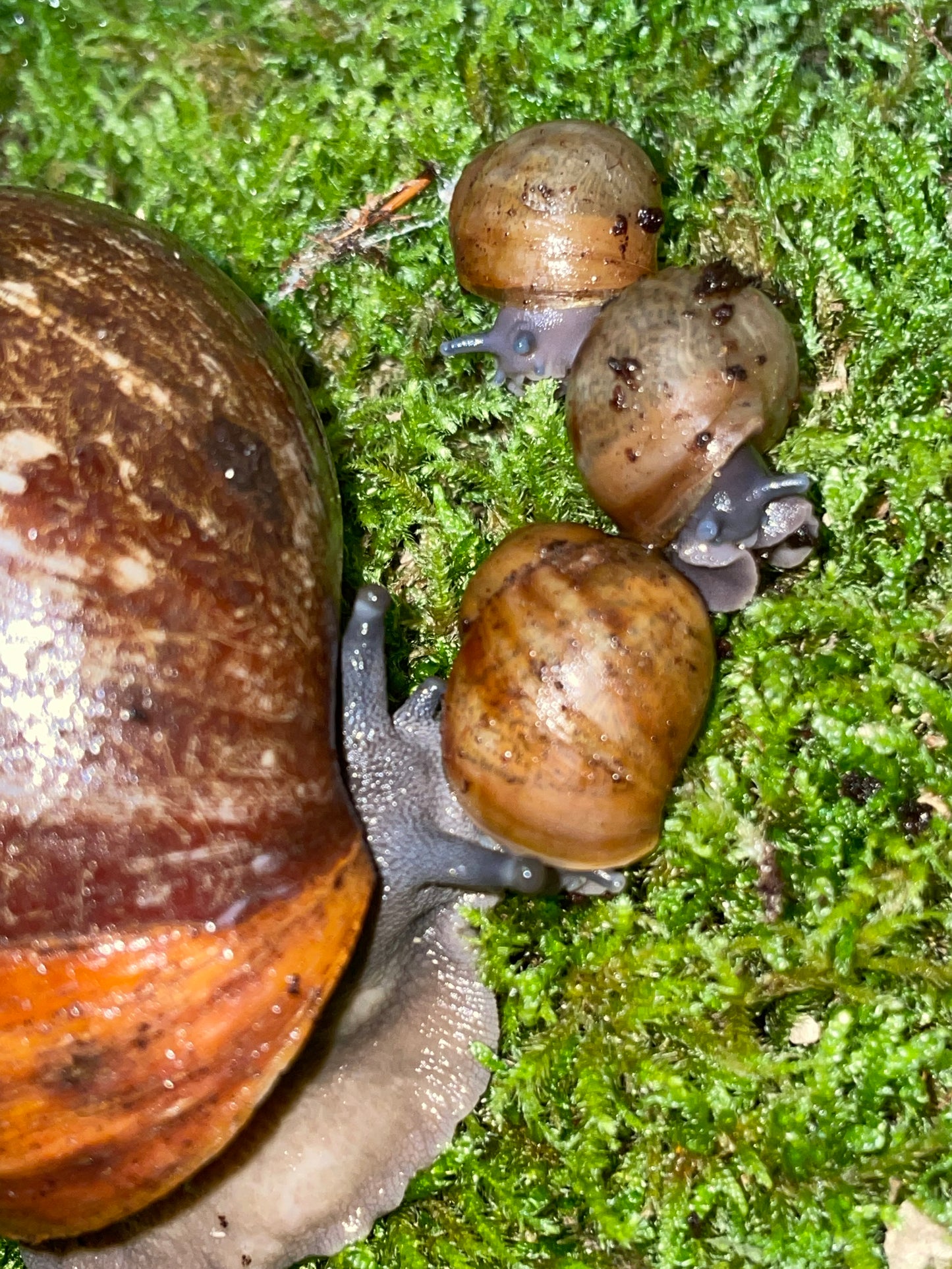 Archachatina marginata purpurea SP f1