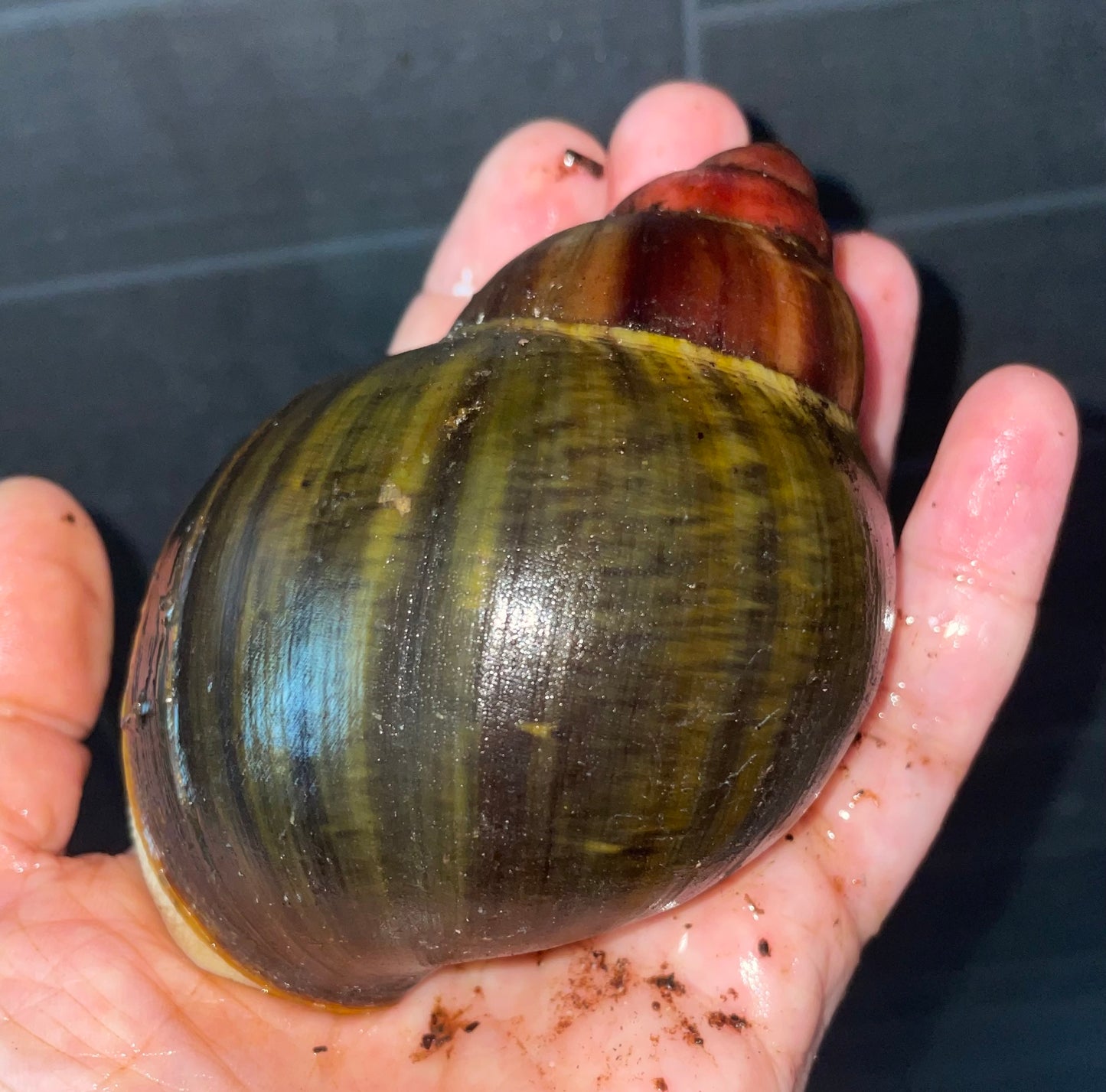 Archachatina Rhodostoma  bénin pied albinos