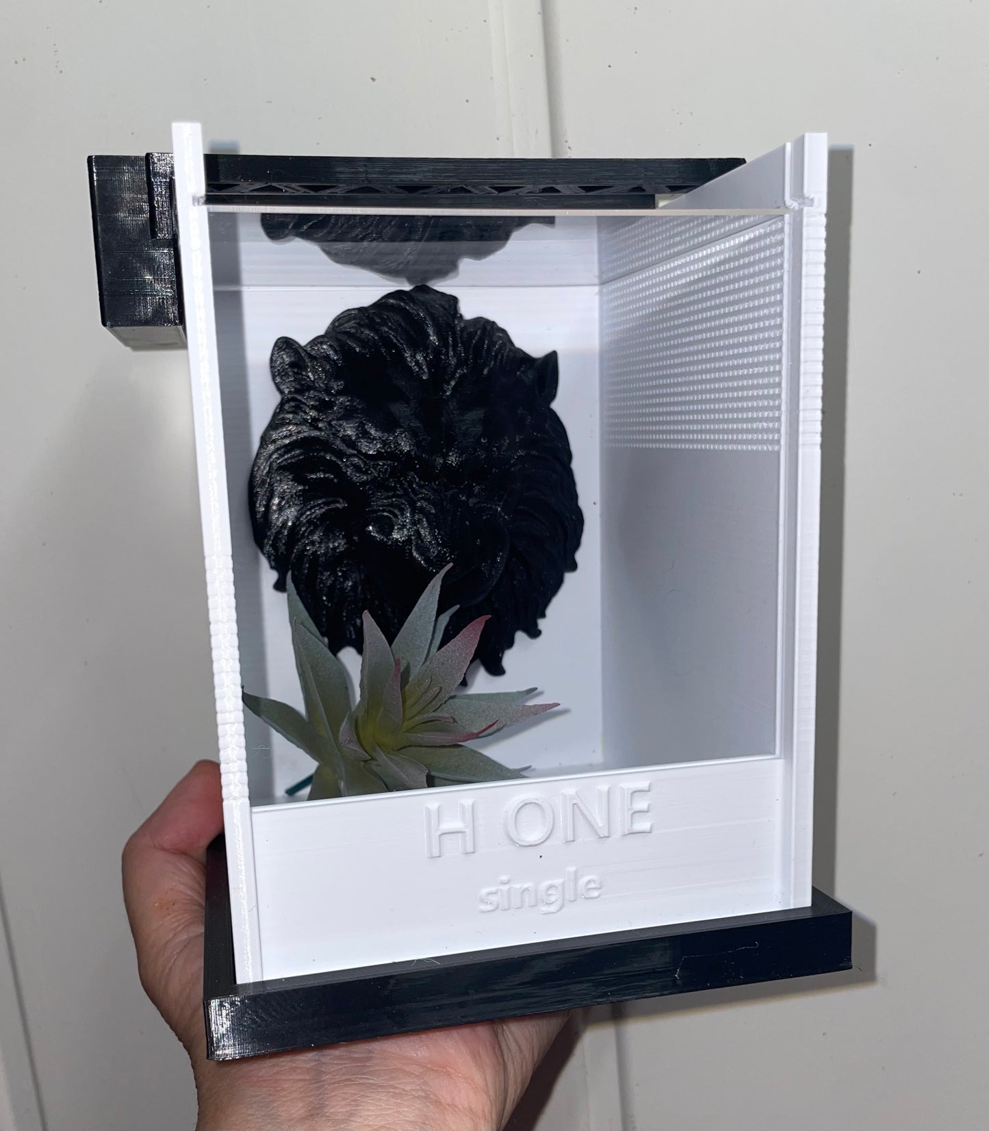 Terrarium " H one ' Single pour phidippus régius