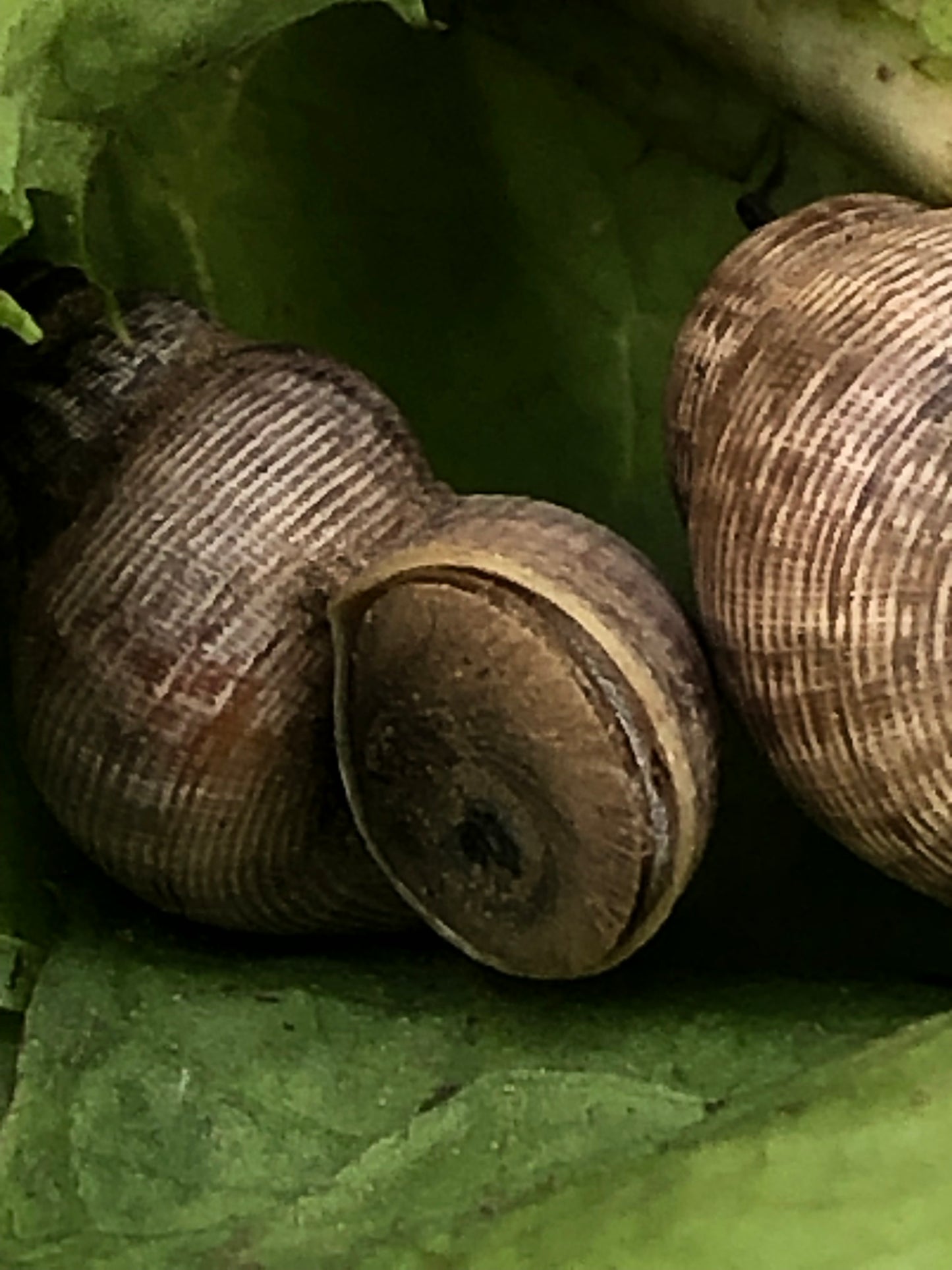 Pomatia Elegans