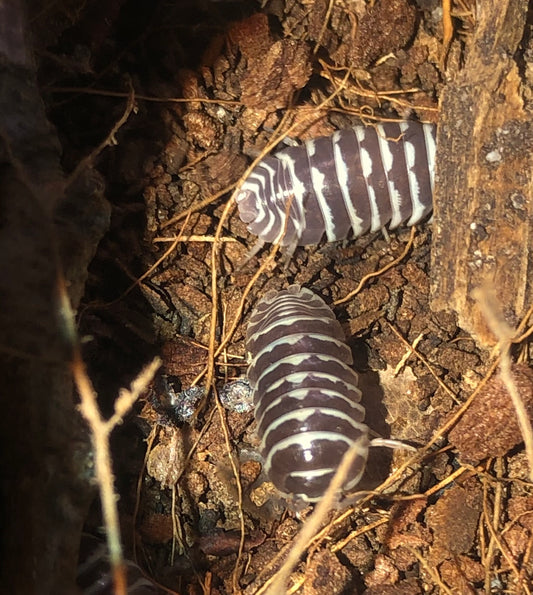 Armadillidium maculatum "zebré"