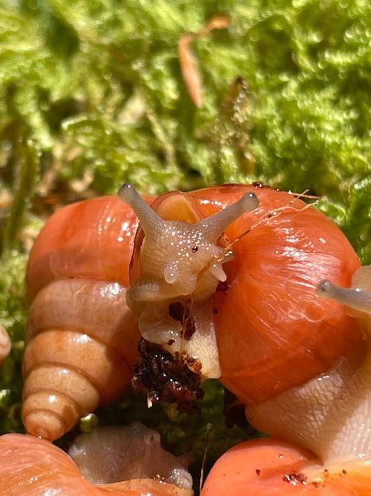 Limicoloria Aurora orange