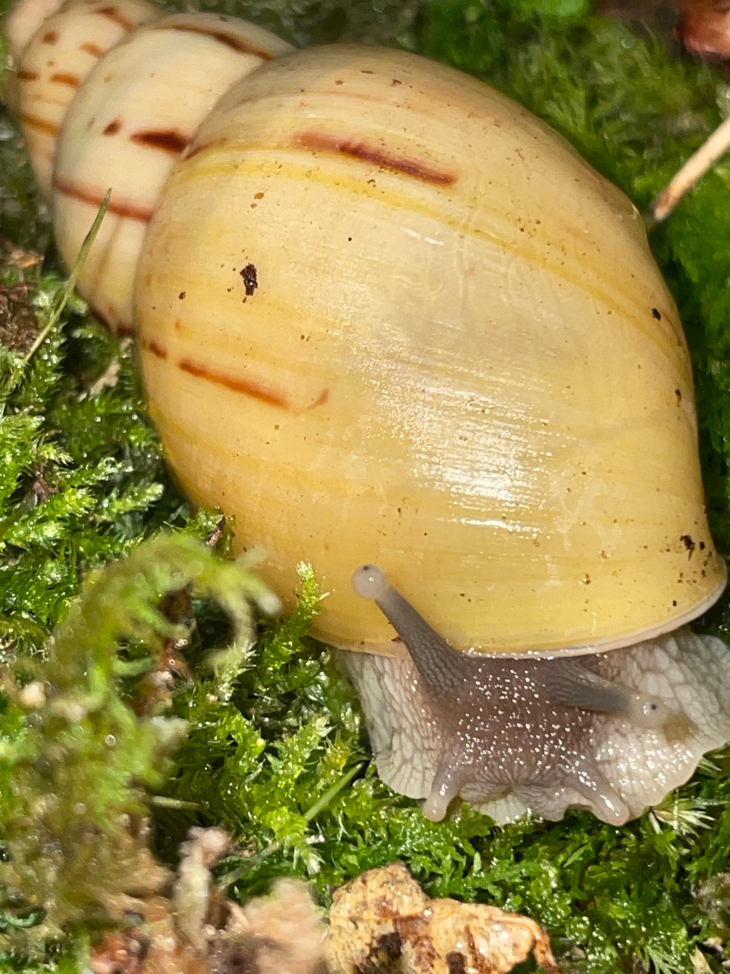 Lissachatina  Ireadelei light