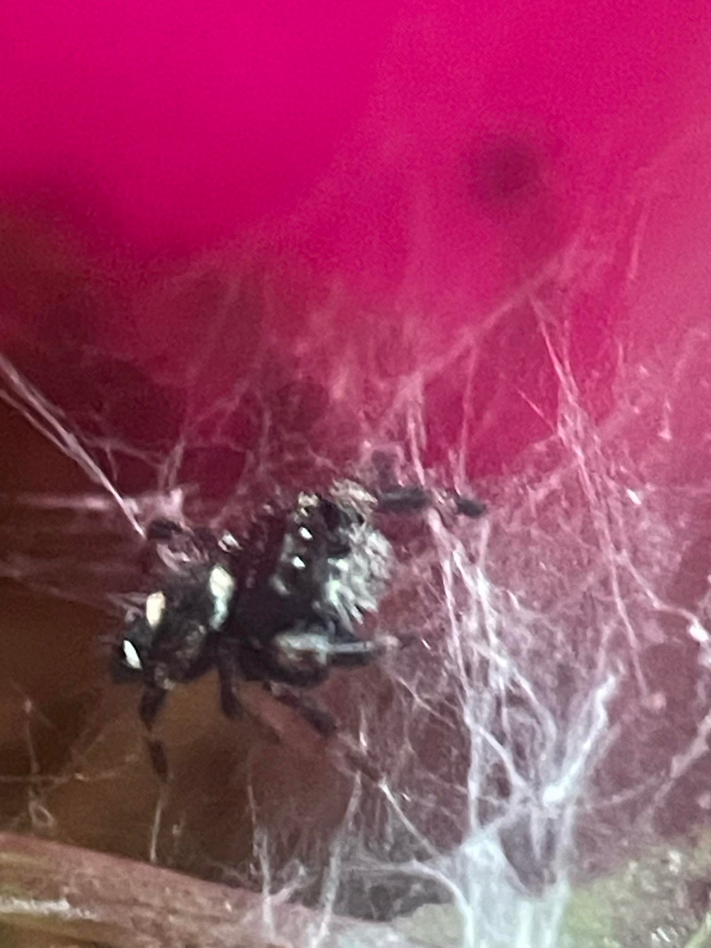 Phidippus régius "floride " araignée sauteuse