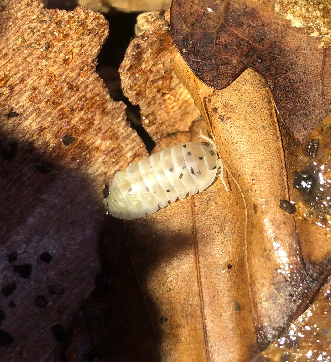 Armadillidium vulgare "Magic Potion" - Isopode