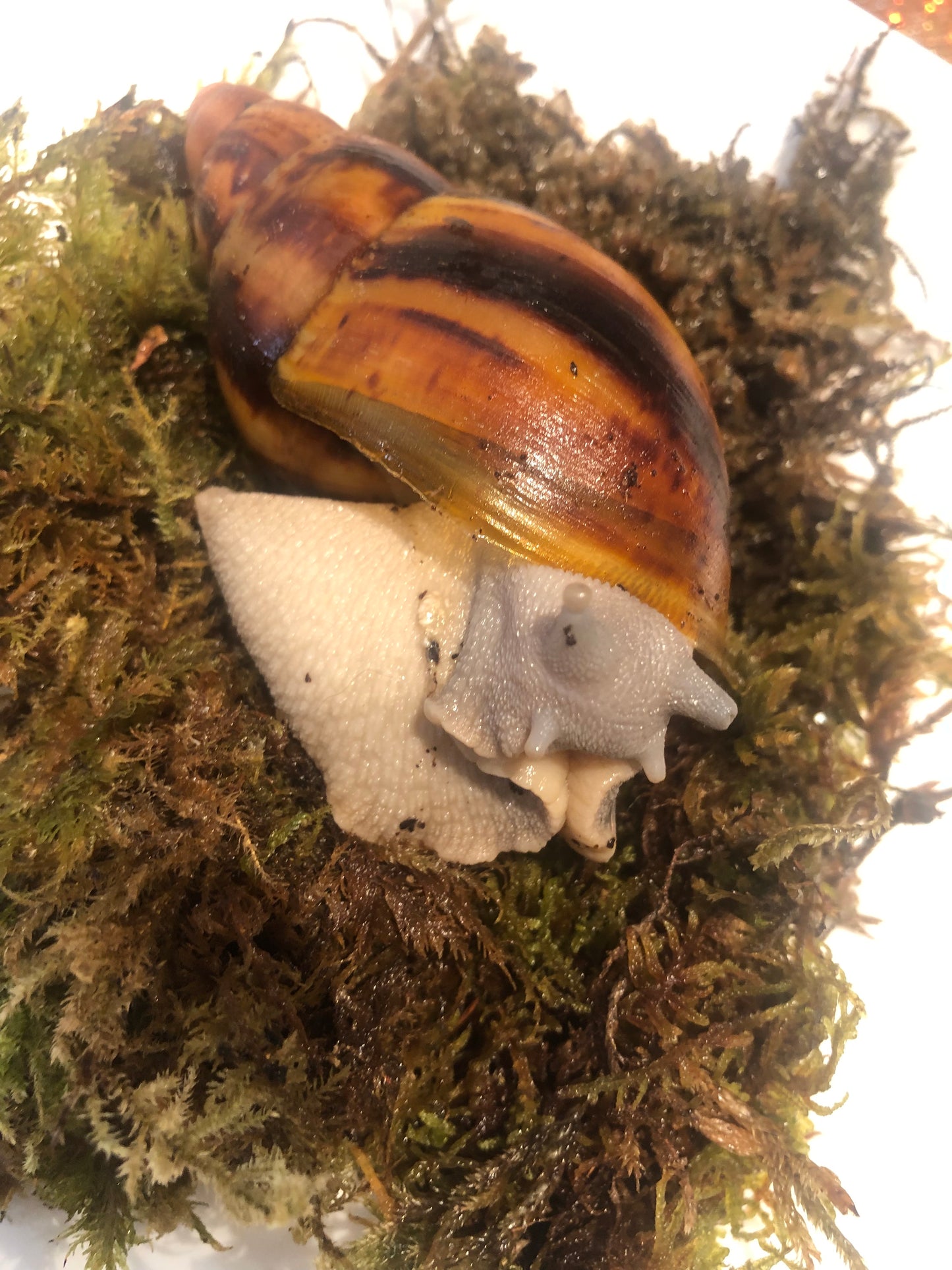 Archachatina marginata Suturalis pied silver