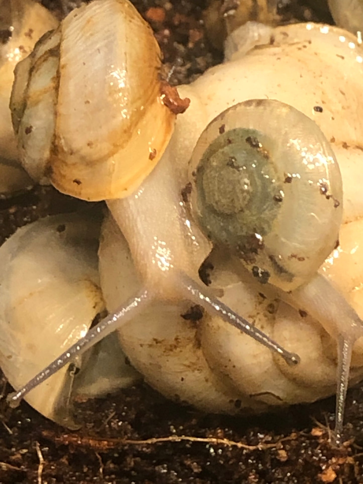 Camaena platyodon hainan