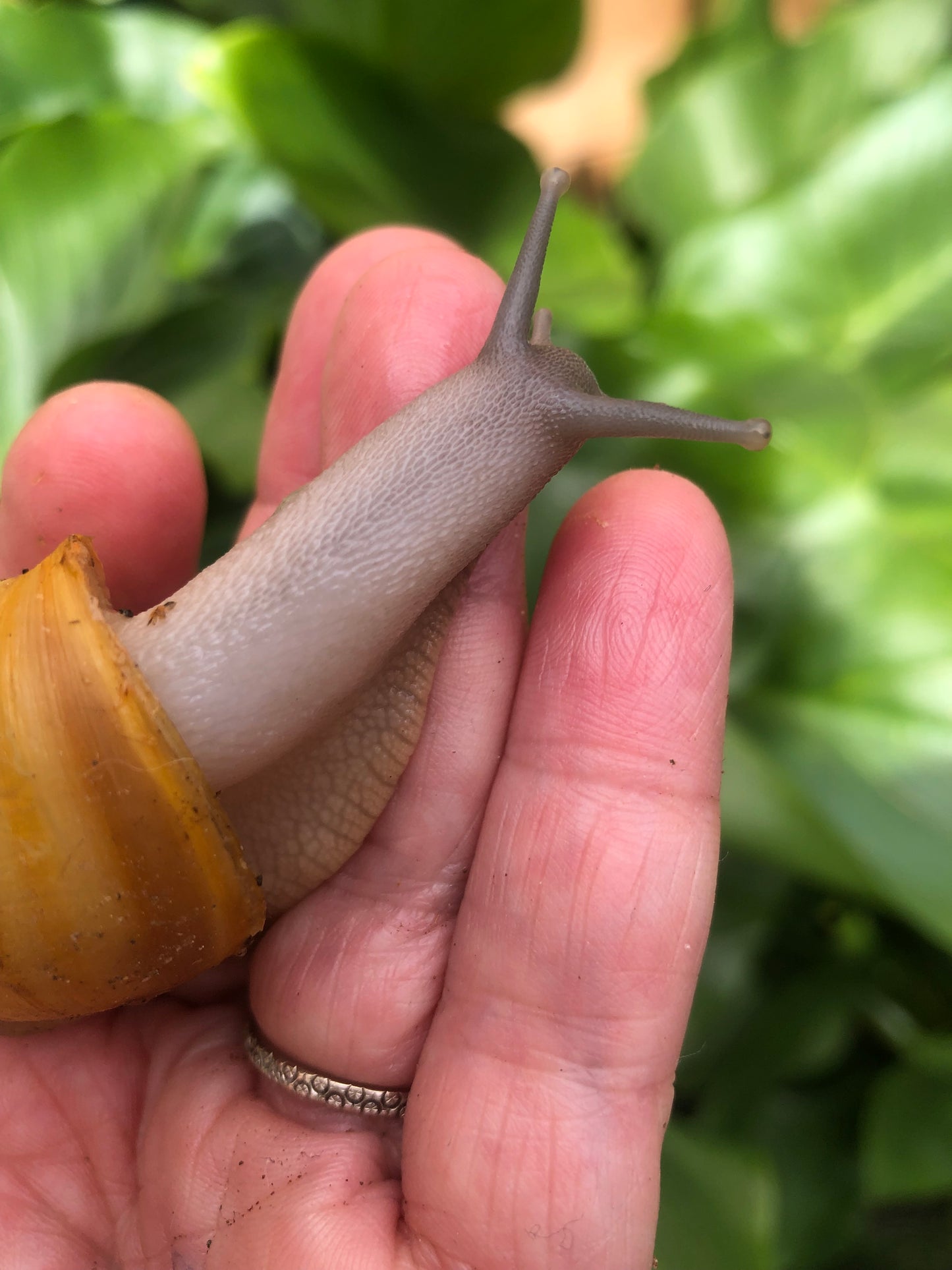 archachatina marginata Ovum albina shell pied Silver