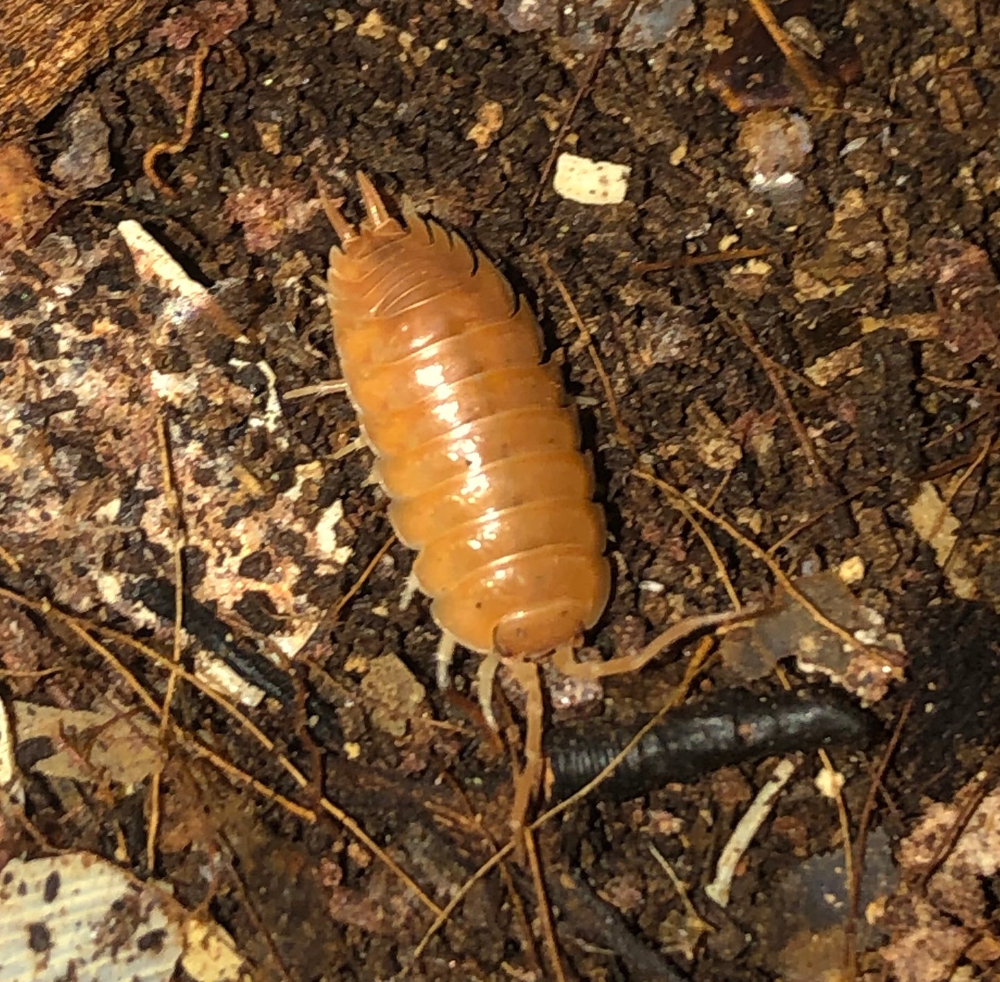 Porcellio leavis  "orange"