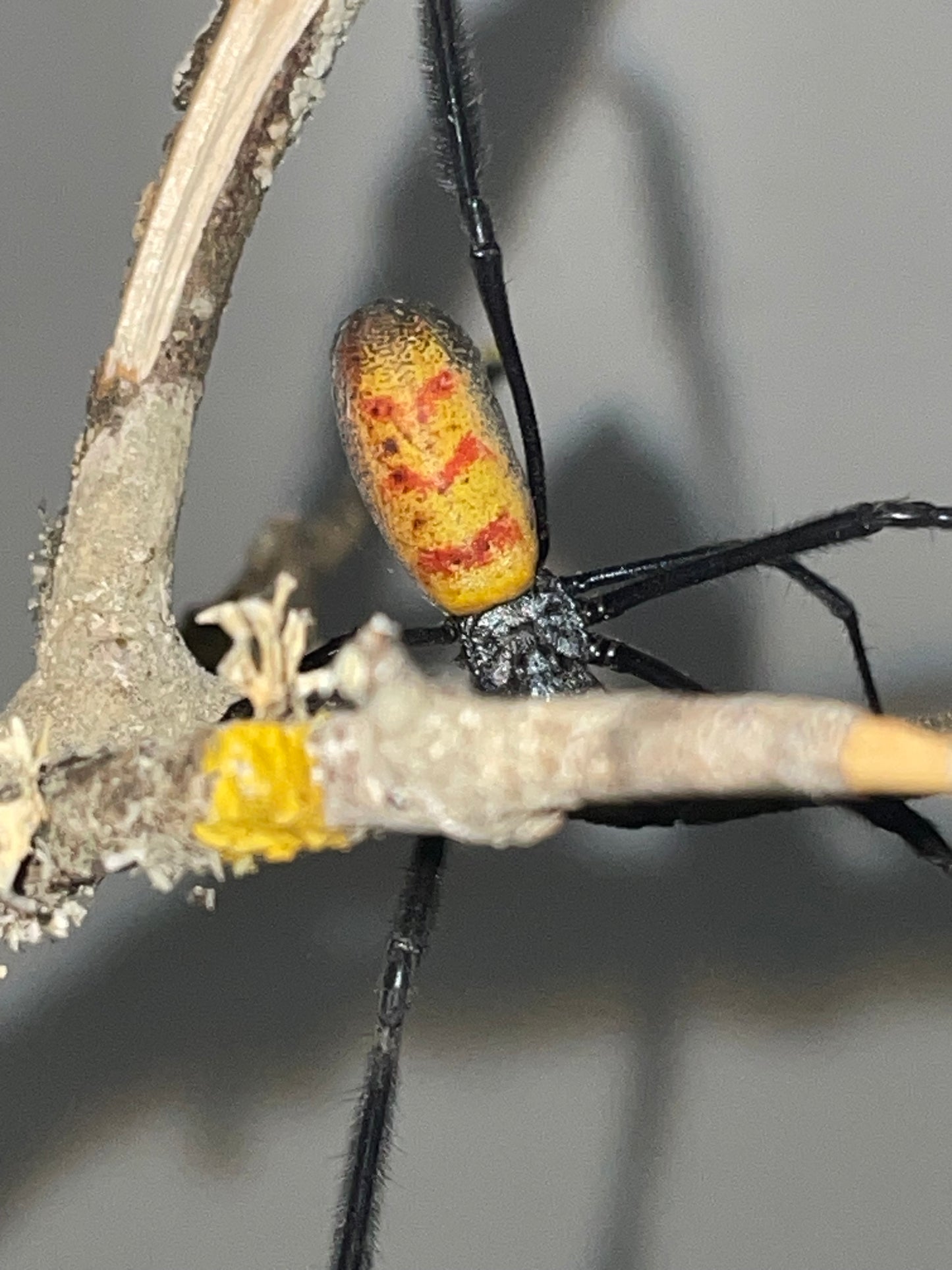 Trichonephila fenestrata venusta