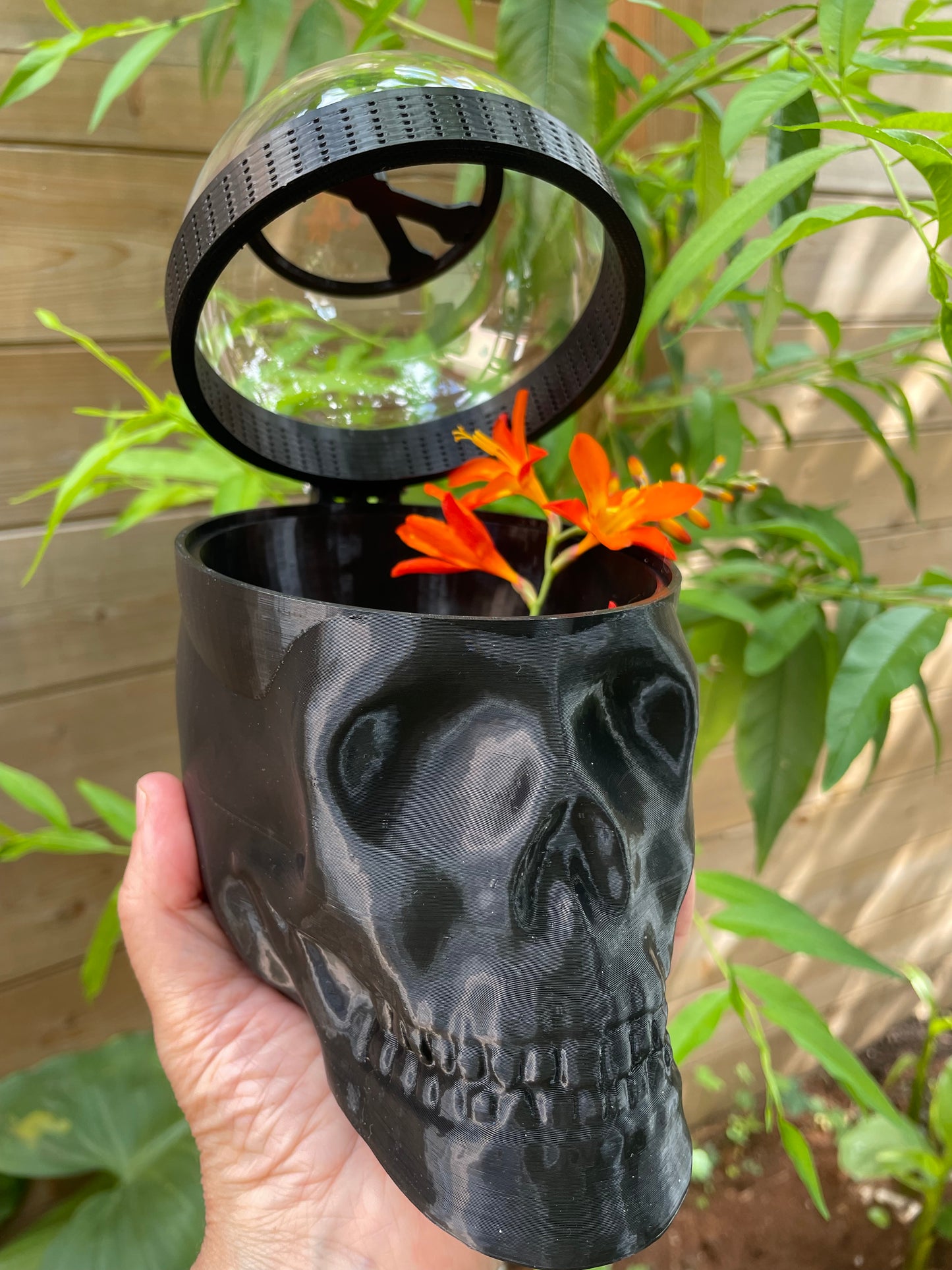 Terrarium Tête de Mort skull pour phidippus régius ou petits animaux