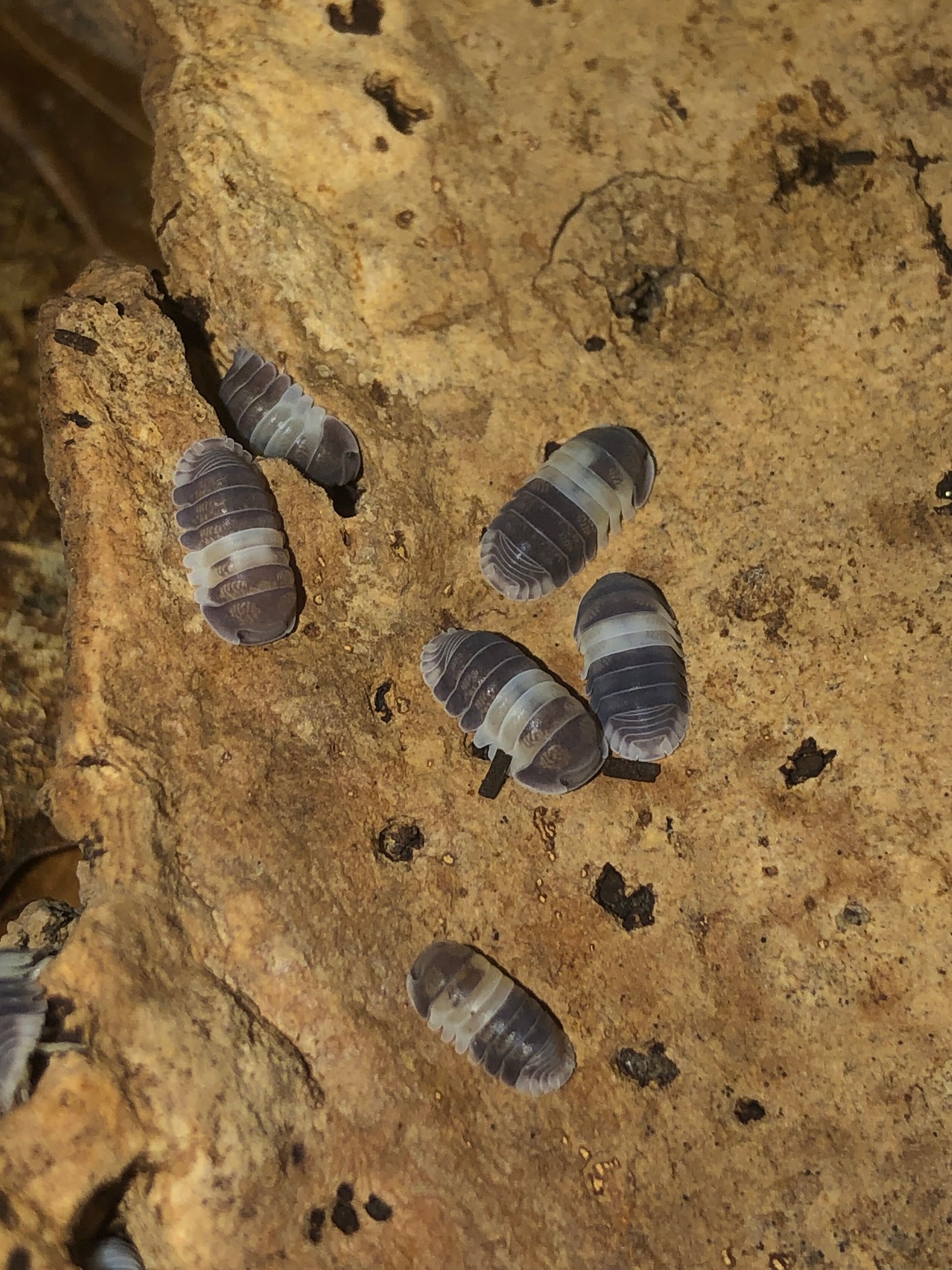 Cubaris sp " Panda king"