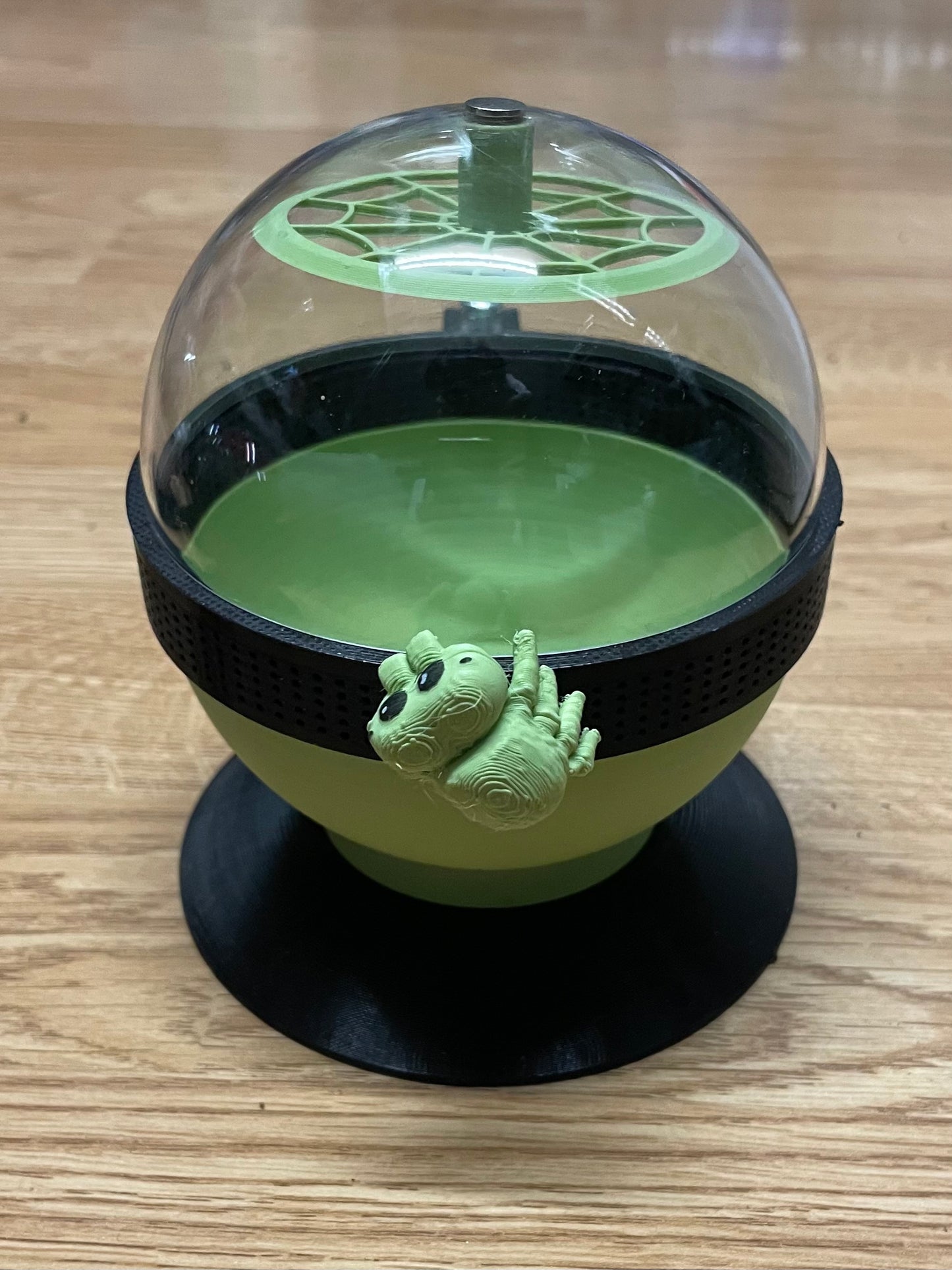 terrarium PHIDIBOULE pour phidippus régius