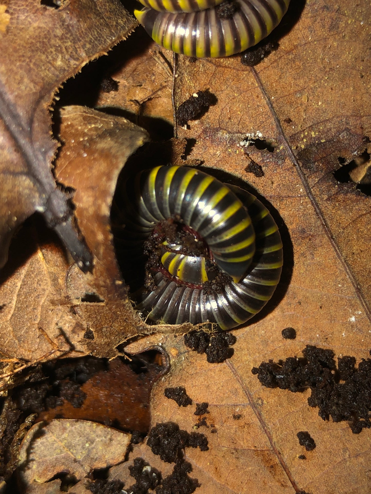 Anadenobolus Morilicornis