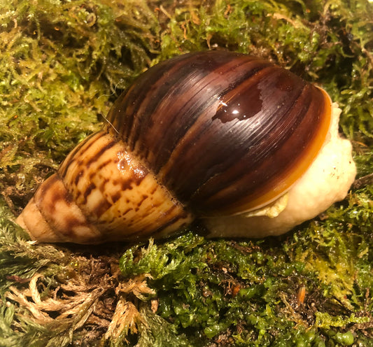 Lissachatina Fulica White Jade