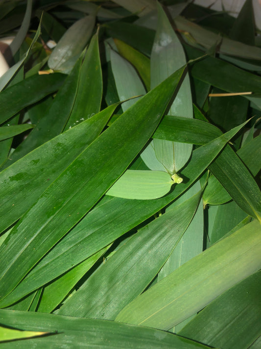 Feuilles De Bambou