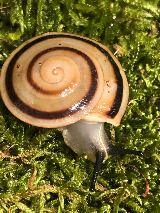 Pleurondonte caracolus Sagemon cuba