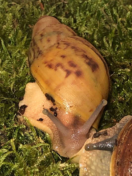 Archachatina Papyracea classique pied foncé