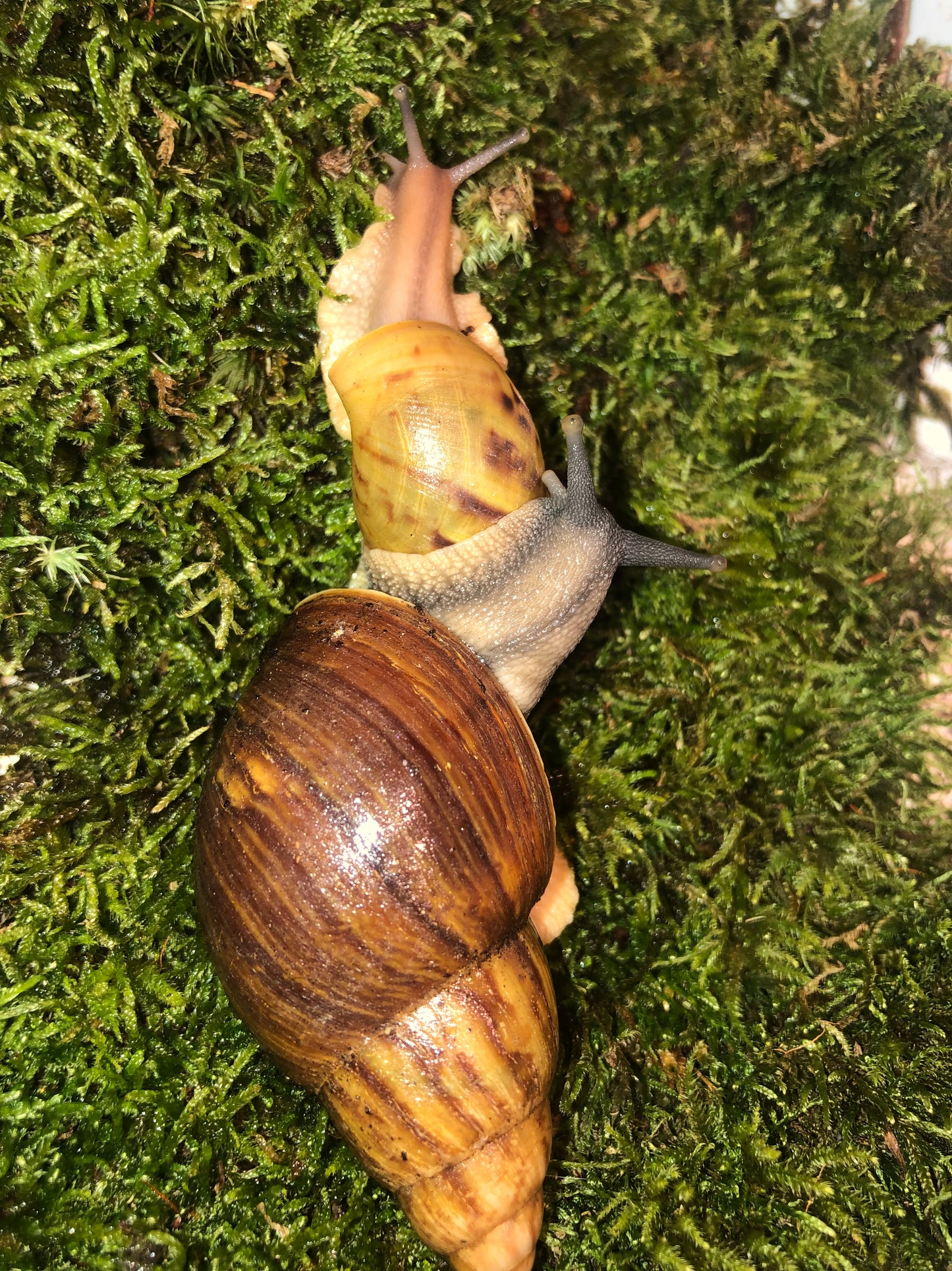 Archachatina Papyracea classique pied foncé