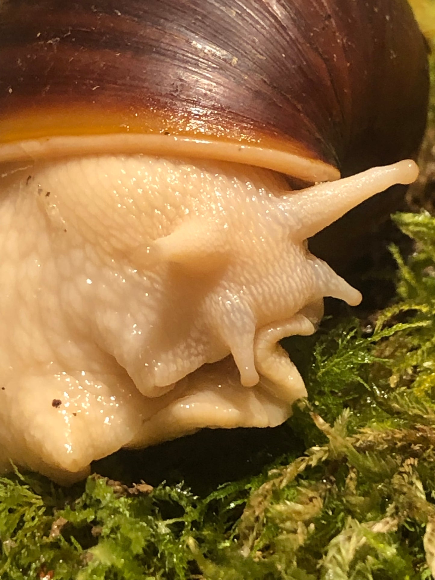 Lissachatina Fulica White Jade