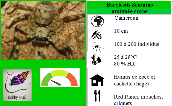 Barylestis scutatus