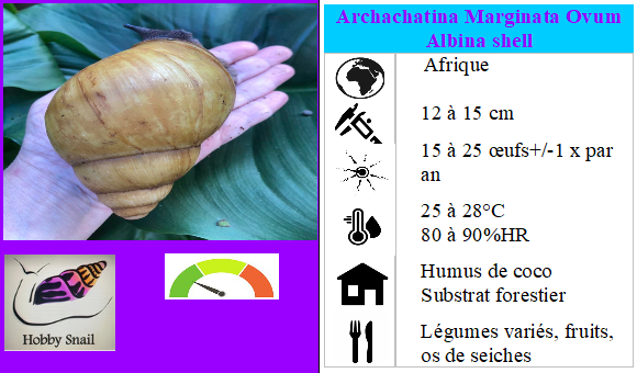 Archachatina marginata Ovum Albina Shell pied foncé