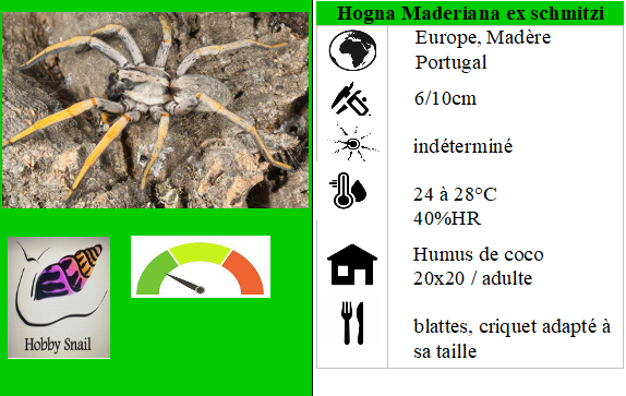 Hogna maderiana araignée