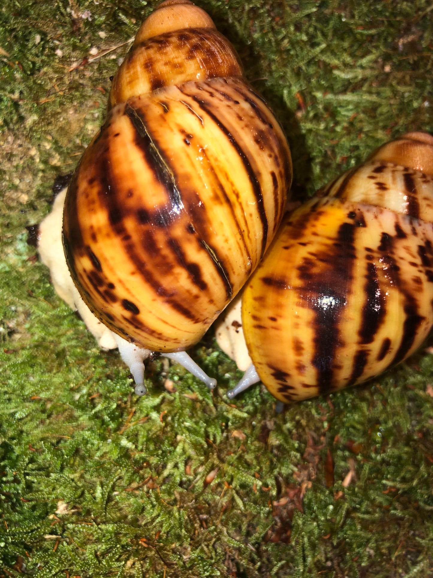 Archachatina Marginata ovum Nigeria accromelanic