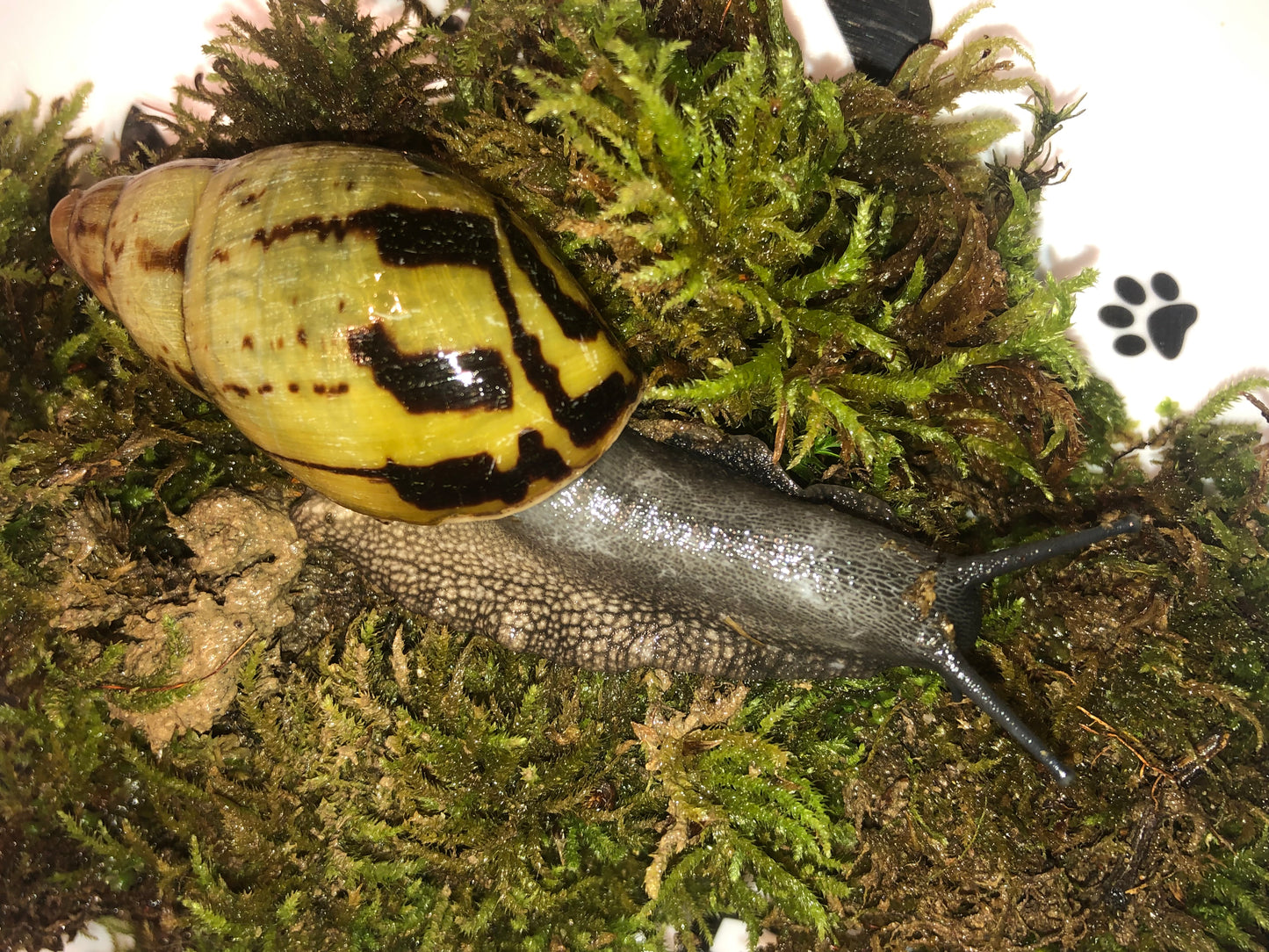 Archachatina camerunensis