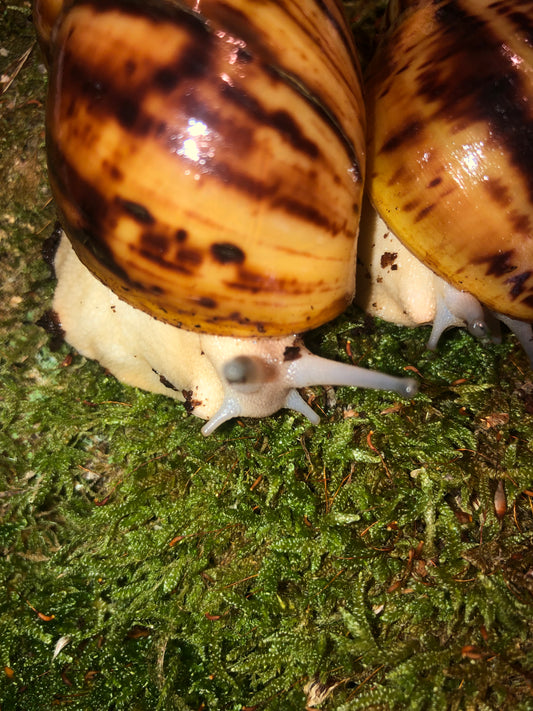 Archachatina Marginata ovum Nigeria accromelanic