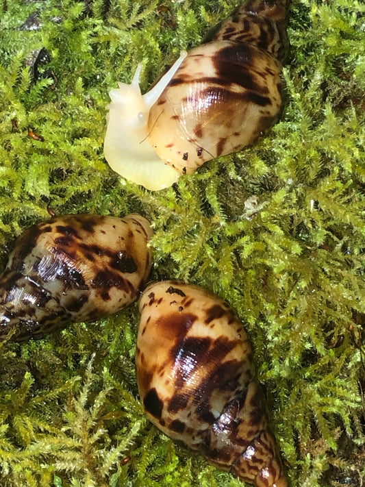 Lissachatina Reticulata Albinos nc