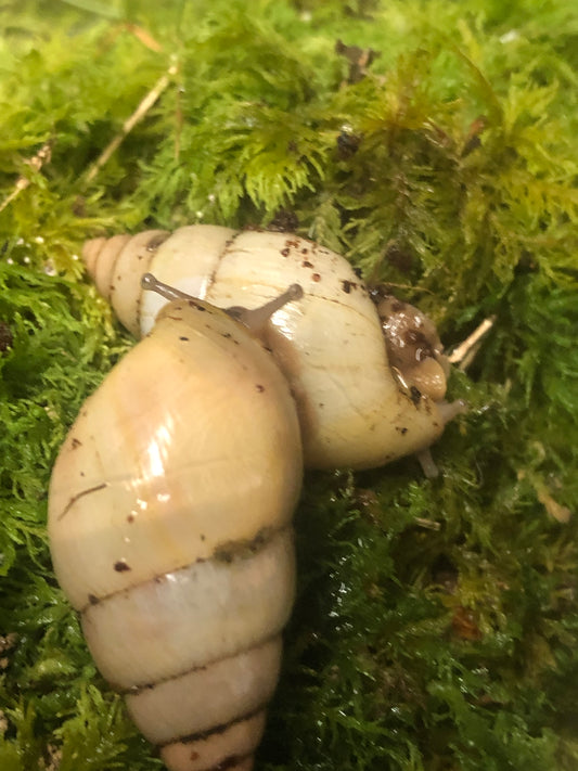 Limicoloria aethiops coque Albina pied foncé