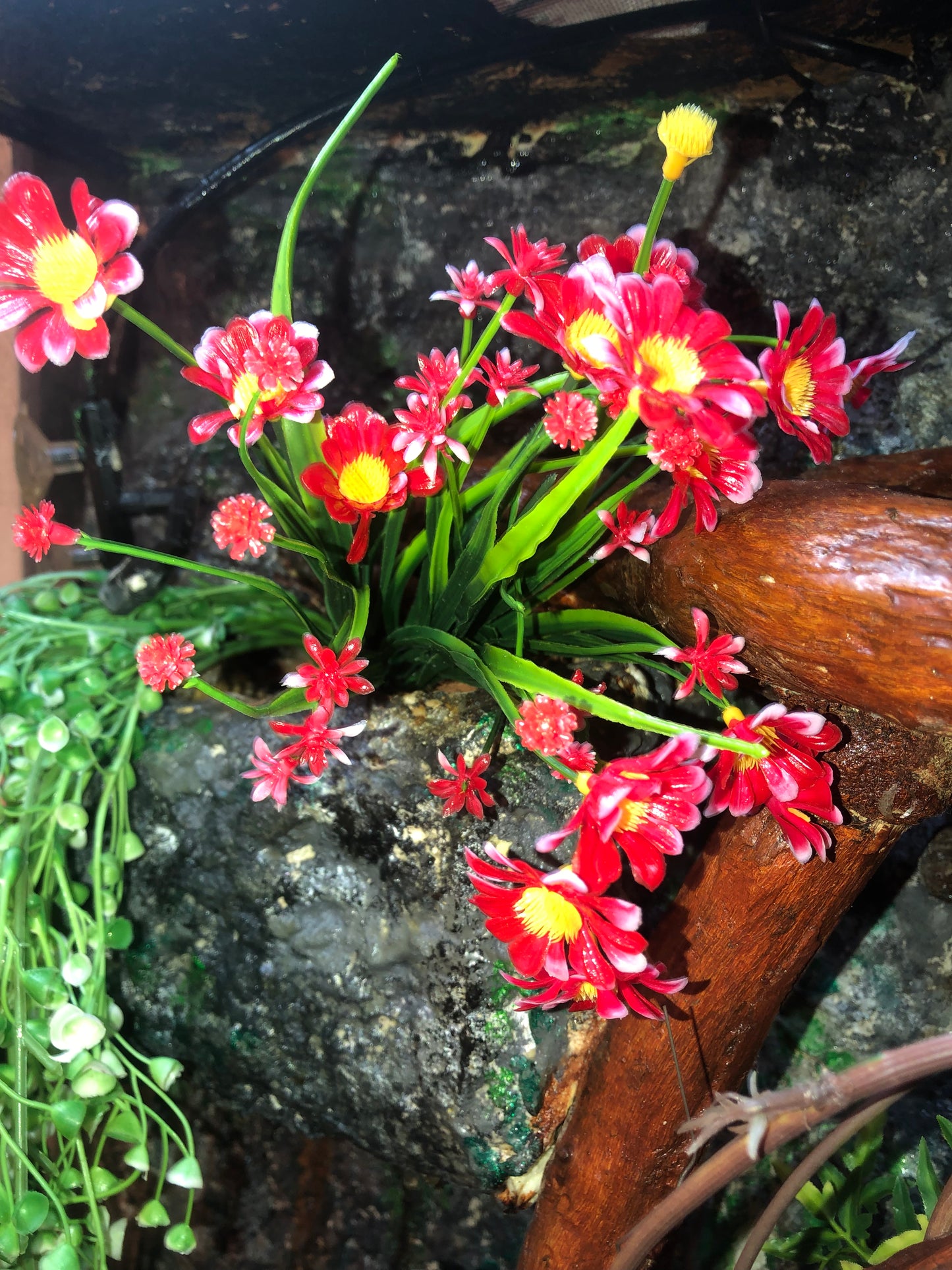 fausses plantes marguerites