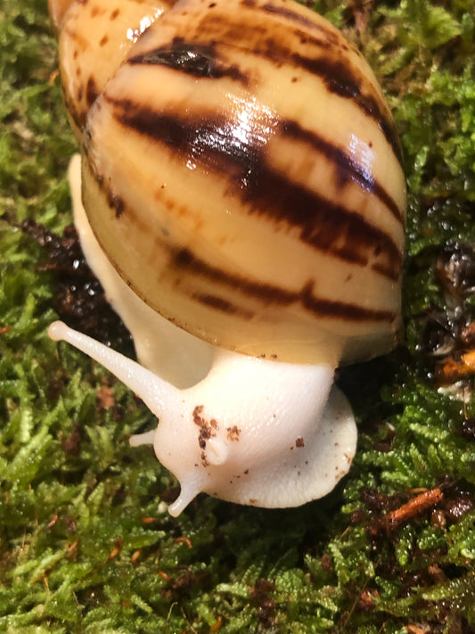 Archachatina Marginata Ovum Nigéria albinos