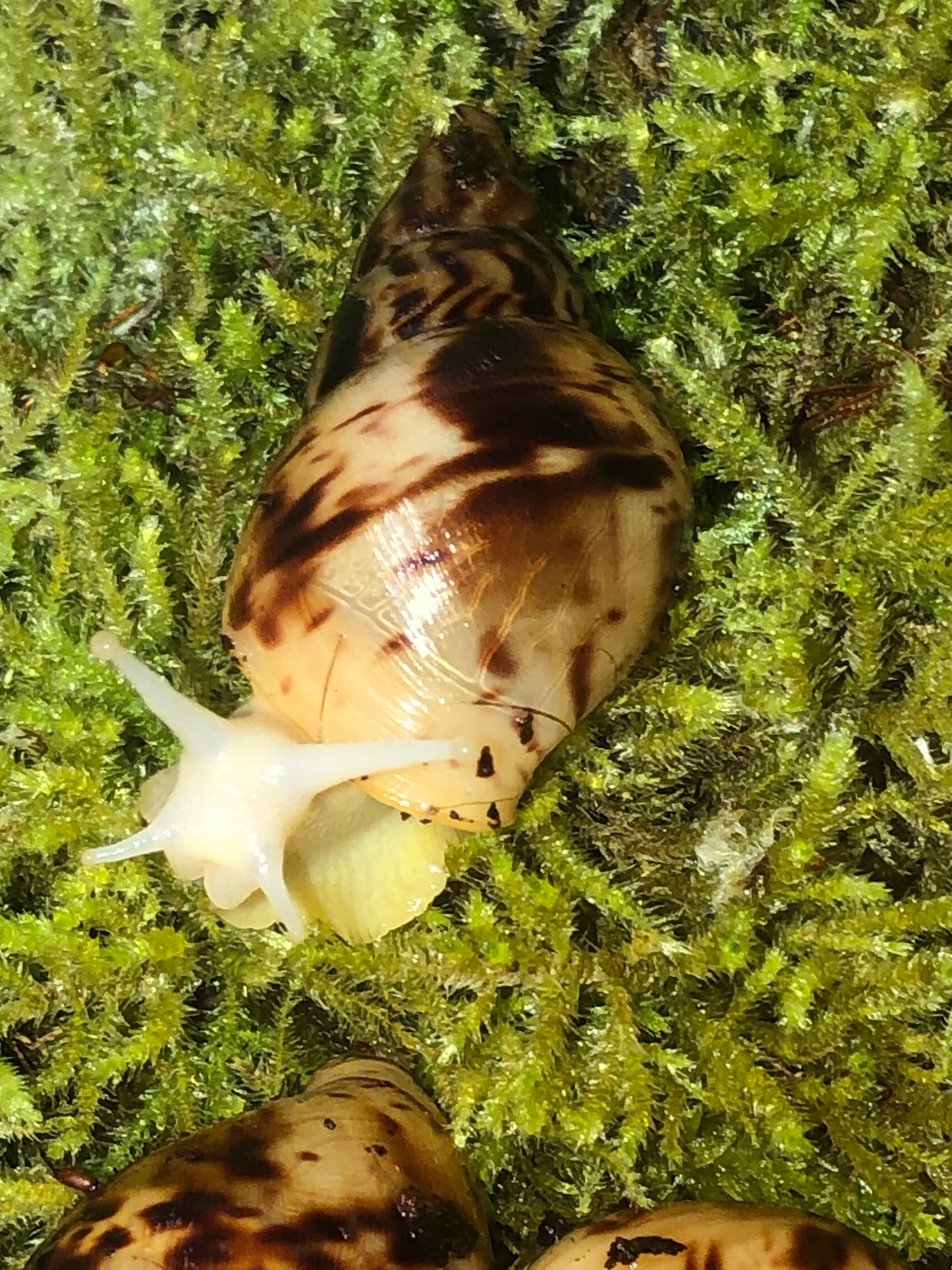 Lissachatina Reticulata Albinos nc