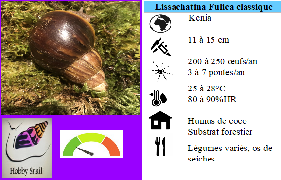 Lissachatina Fulica classique